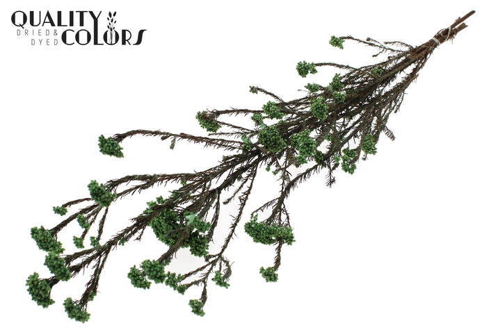 Rice Flower Preserved per bunch Mint