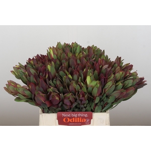 Leucadendron Senorita