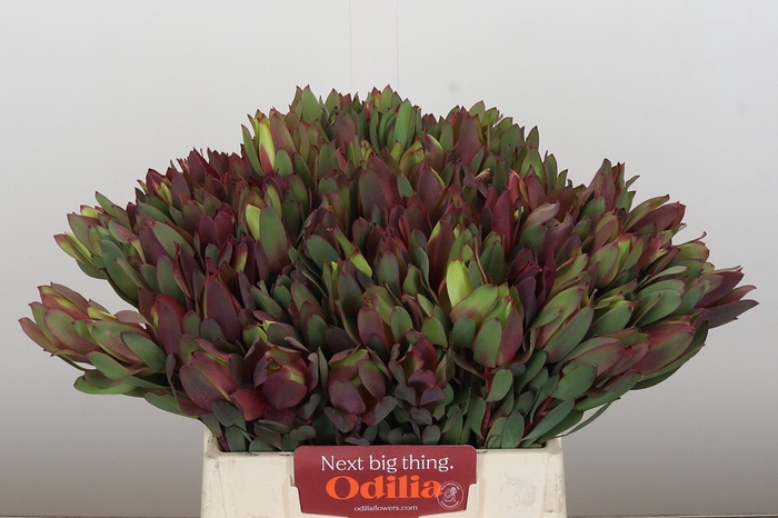 <h4>Leucadendron Senorita</h4>