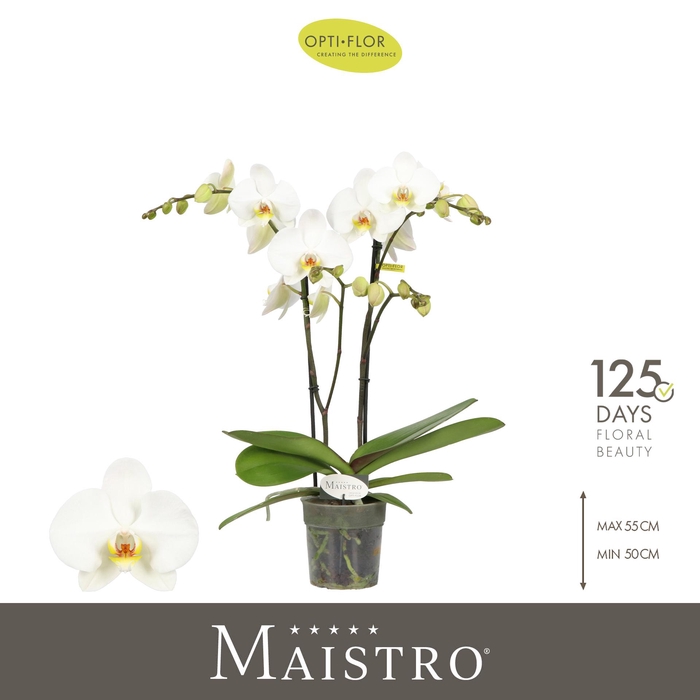 <h4>Maistro Beethoven 2 spike 50 cm</h4>