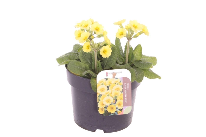 <h4>Primula elatior Veristar Lemon</h4>