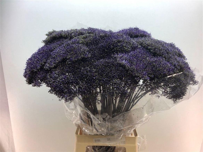 <h4>Trach Lake Superior</h4>