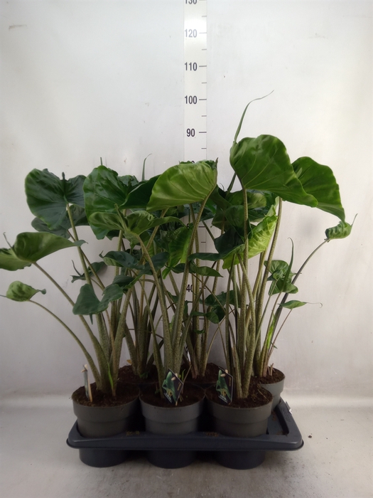 <h4>Alocasia macrorrhiza 'Stingray'</h4>