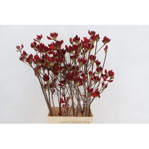 RHODO. NEW RED 100CM