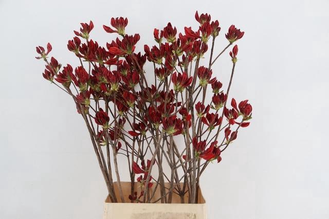 <h4>RHODO. NEW RED 100CM</h4>