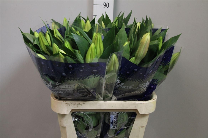 <h4>Li Or Marlon</h4>