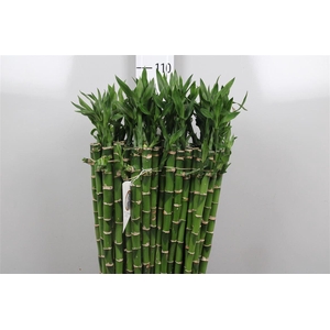 Drac Lucky Bamboo Straight 090cm