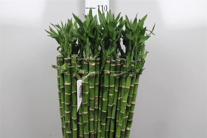 <h4>Drac Lucky Bamboo</h4>