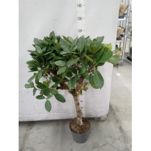 Ficus cyathistipula