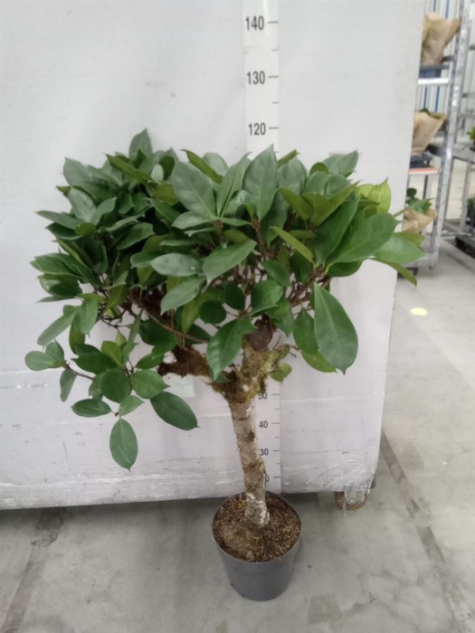 <h4>Ficus cyathistipula</h4>