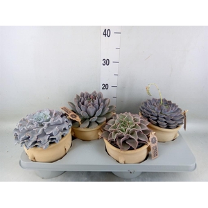 Echeveria   ...mix