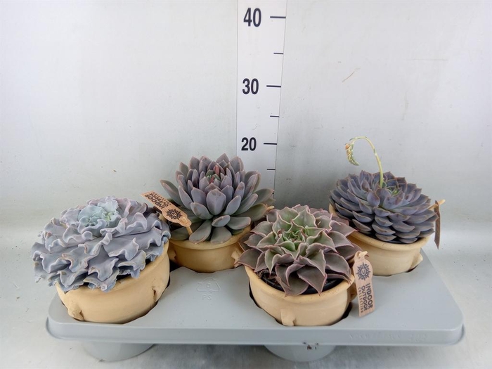 <h4>Echeveria ...mix</h4>