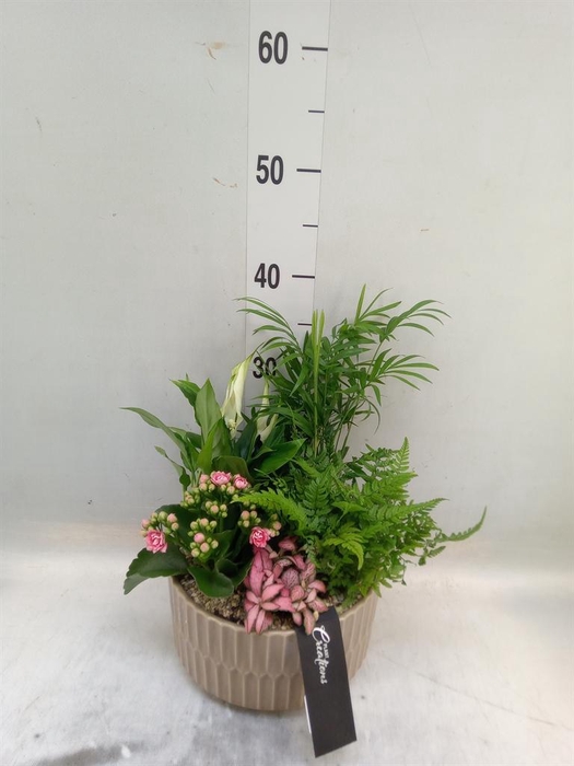 <h4>Arr.   Kamerplant Bloei H%</h4>