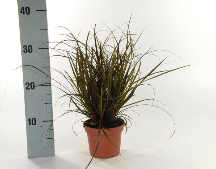 <h4>Uncinia 'Rubra' p12</h4>