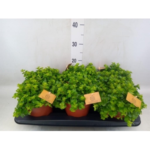 Peperomia rotundifolia