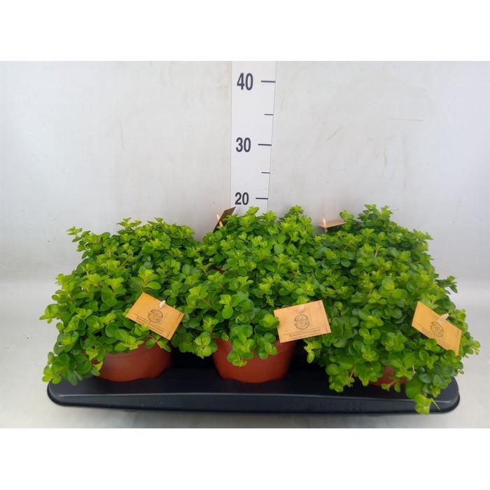 <h4>Peperomia rotundifolia</h4>