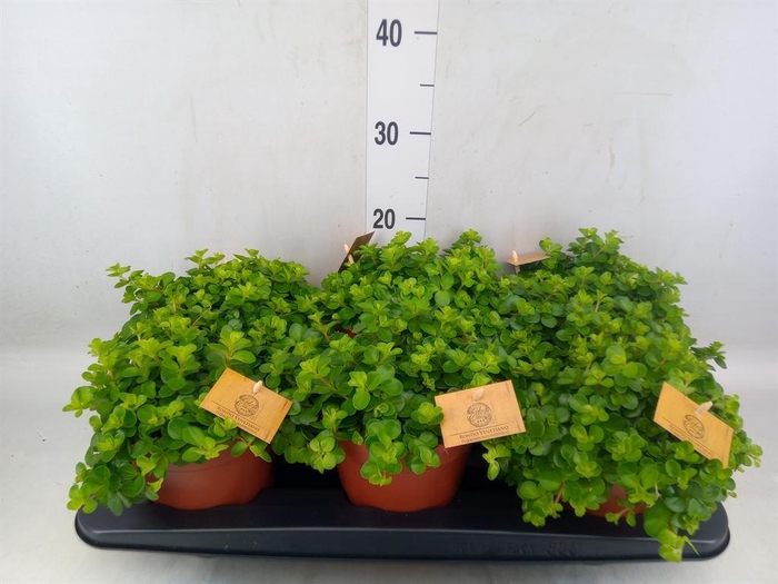 <h4>Peperomia rotundifolia</h4>