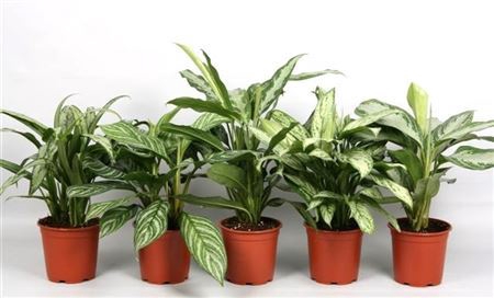 <h4>Aglaonema gemengd</h4>