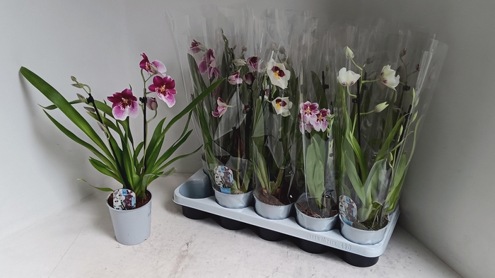 <h4>MILTONIOPSIS OV</h4>