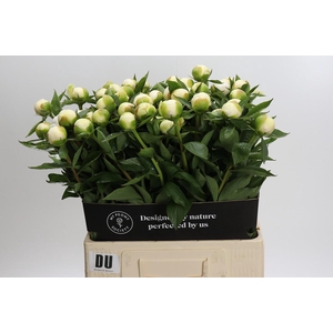 Paeonia Duchesse De Nemours
