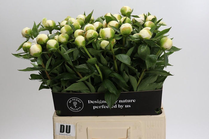 <h4>Paeonia Duchesse De Nemours</h4>
