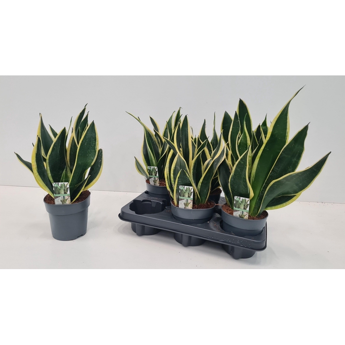 <h4>SANSEV TRIFASCIA  OV</h4>