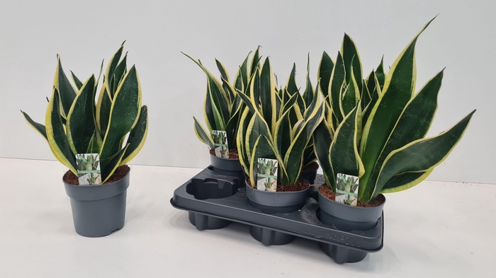 SANSEV TRIFASCIA  OV