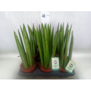 Sansevieria cyl.  ...