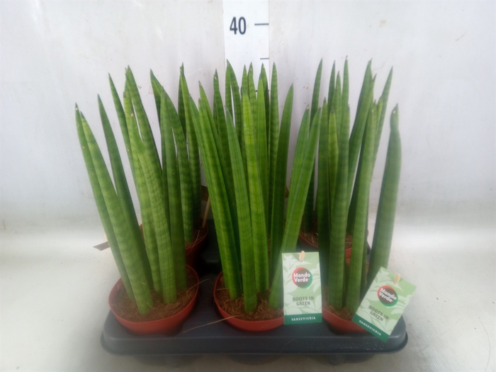 <h4>Sansevieria cyl.  ...</h4>