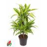 <h4>45-carrousel 4 stek/pot</h4>