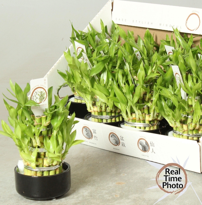 <h4>DRA LUCKY BAMBOO</h4>