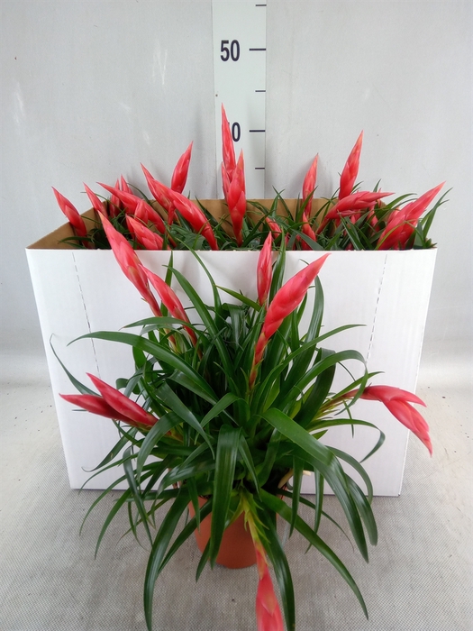 <h4>Vriesea  'Astrid'</h4>