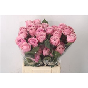 R Gr Ec Peonikiss