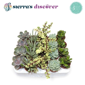SUCC OV