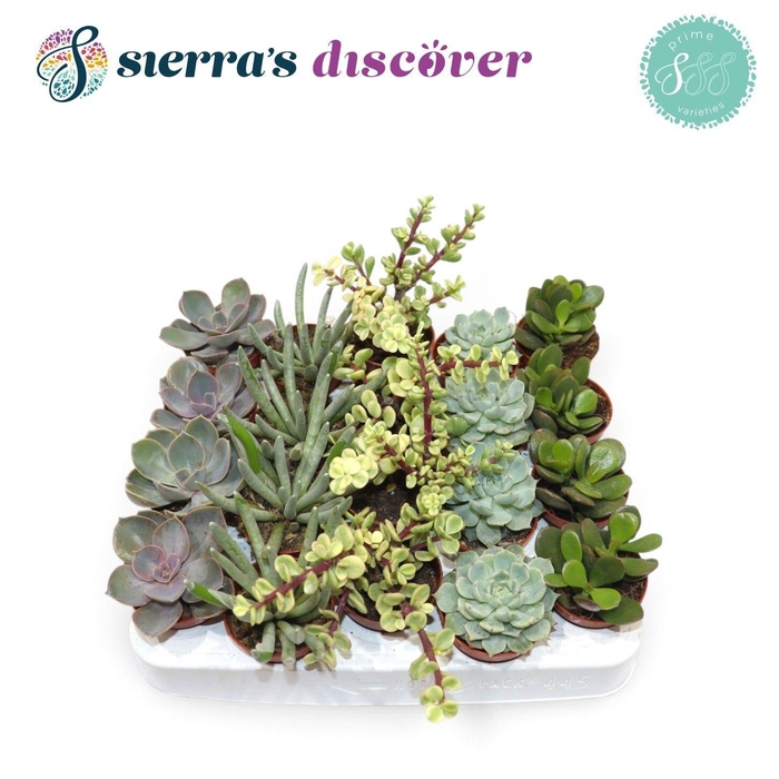 <h4>SUCC OV</h4>