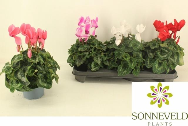 <h4>CYCL GR SUP XL</h4>