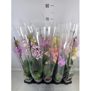 Phalaenopsis   ...mix  5
