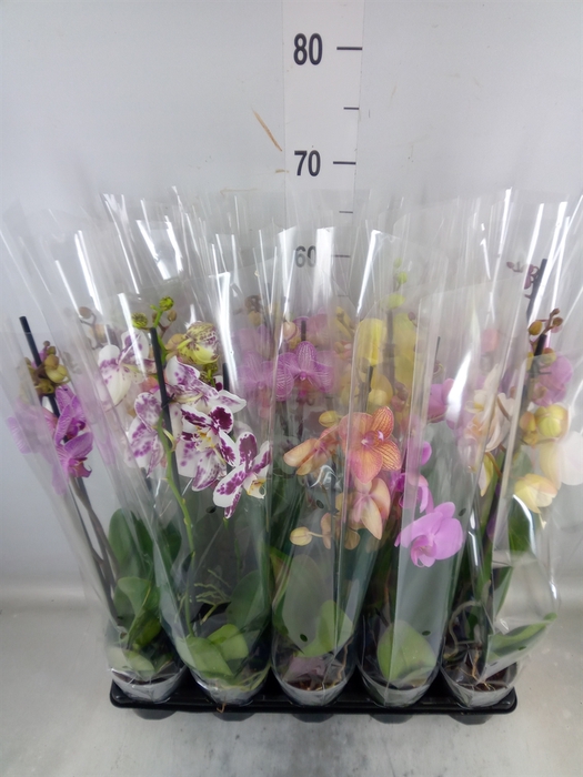 <h4>Phalaenopsis   ...mix  5</h4>