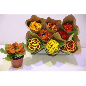 arr8 Calc X Herbeohybrida