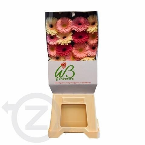 <h4>Gerbera diamond mix pastel</h4>