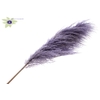 Pampas Grass ± 175cm p/pc in poly Milka