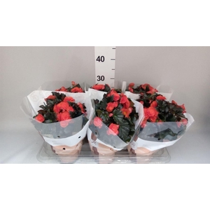 Begonia elat. DU 'Mocca Orange'