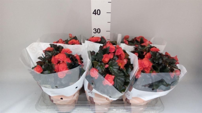 <h4>Begonia elat. DU 'Mocca Orange'</h4>