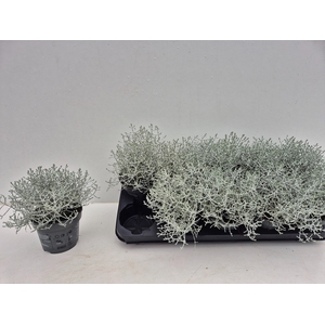 LEUCOPH WHIMSY SILVE