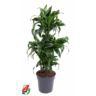 <h4>60-carrousel 5 stek/pot</h4>