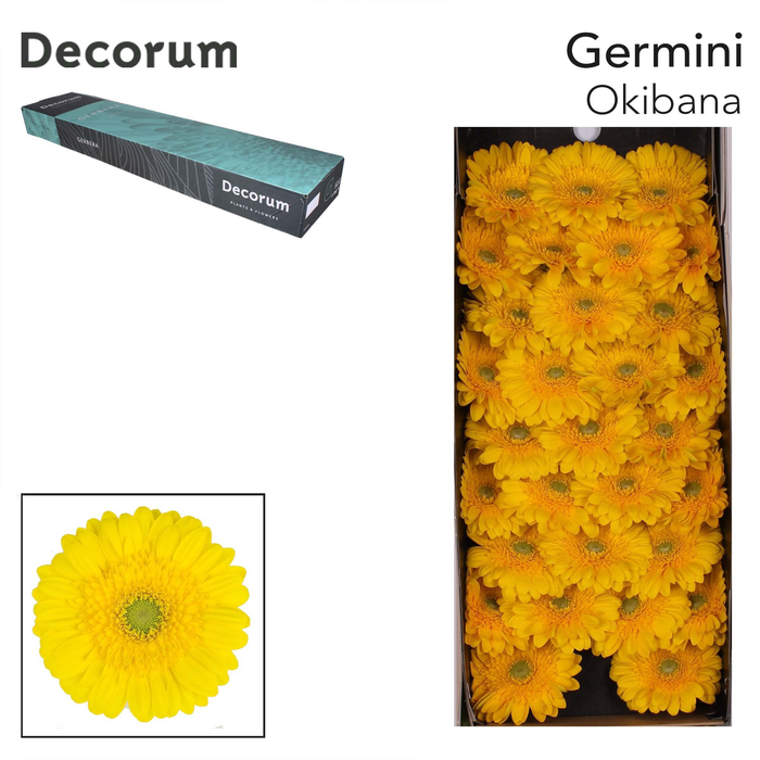 <h4>Germini Okibana Doos</h4>