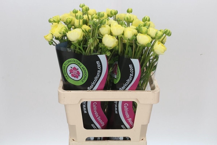 <h4>Ran Natura Moderna Limoncell</h4>