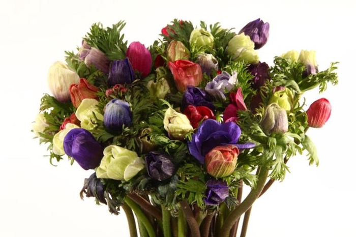 <h4>ANEM CO MONA LIS MIX</h4>