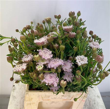 <h4>DIDISCUS ROZE*</h4>