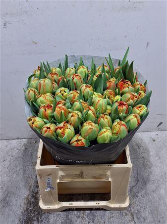 <h4>Tu Du Limerick</h4>